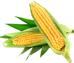 fresh-corn